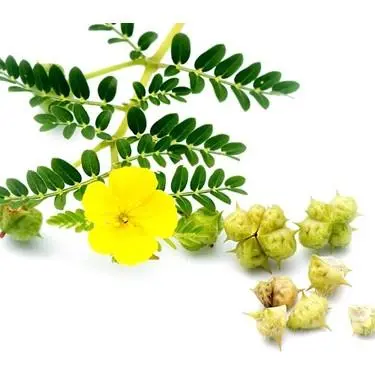 Tribulus Terrestris